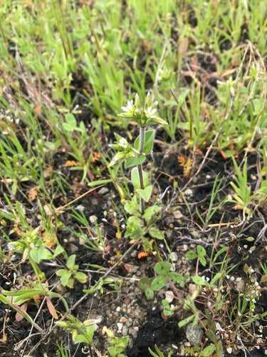 Hornwort emmêlé — Bild 2