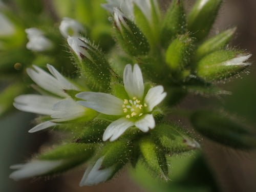 Hornwort emmêlé — Bild 5