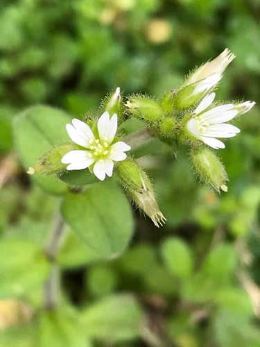 Hornwort emmêlé — Bild 4