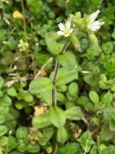 Hornwort emmêlé — Bild 3