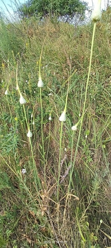 Naturaufnahme - Bild 8