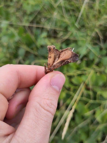 Naturaufnahme - Bild 6