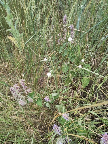 Ail — Bild 3