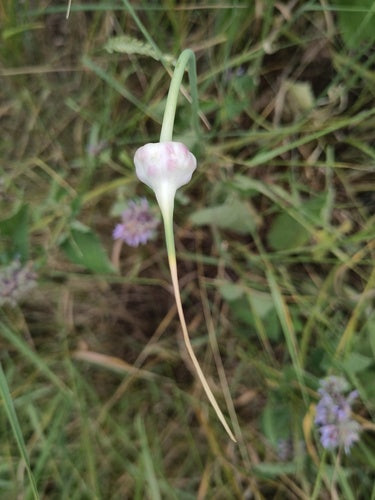 Ail — Bild 2