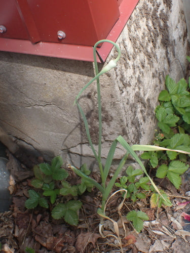 Naturaufnahme - Bild 4