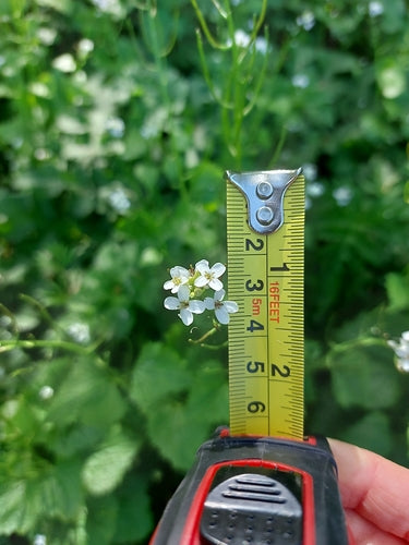 Moutarde à l'ail — Bild 4