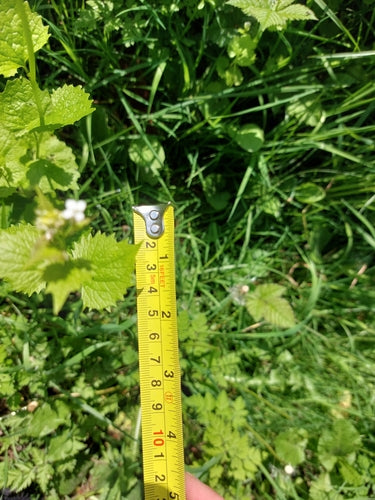 Moutarde à l'ail — Bild 3