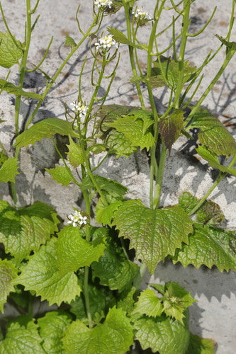 Moutarde à l'ail — Bild 2
