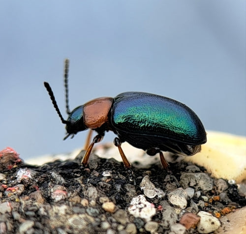 Coléoptère de la renouée — Bild 5