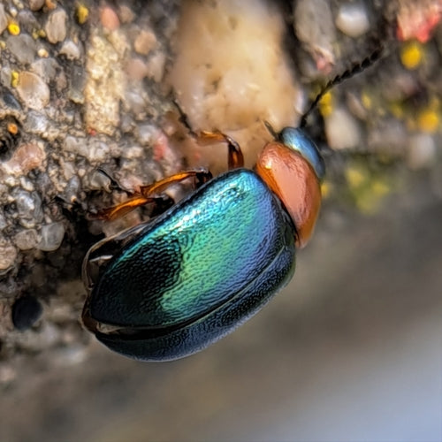 Coléoptère de la renouée — Bild 4