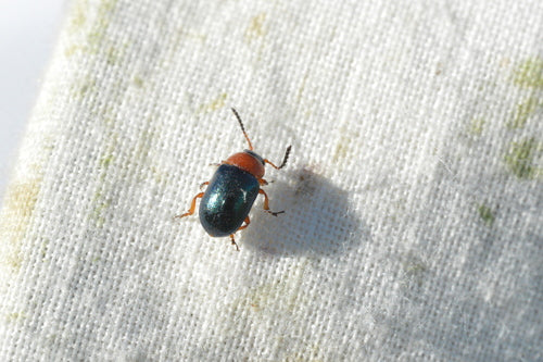Coléoptère de la renouée — Bild 3