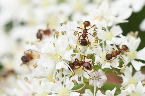 Fourmi noueuse (genre Myrmica) — photo 5 sur 11