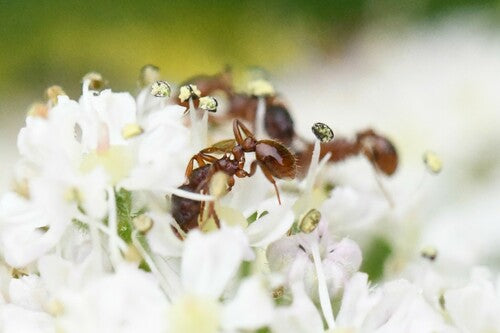 Fourmi noueuse (genre Myrmica) — photo 4 sur 11