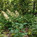 Knotige Braunwurz (Scrophularia nodosa) in Blüte im naturnahen Garten (KI-generiert)
