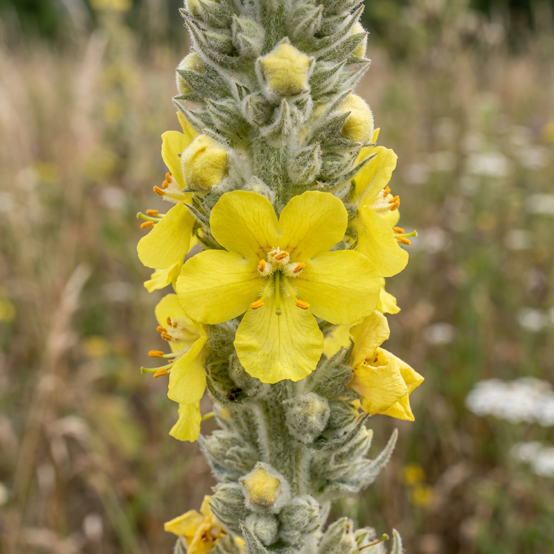 Mullein