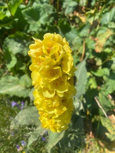 Bougie du roi — Bild 4