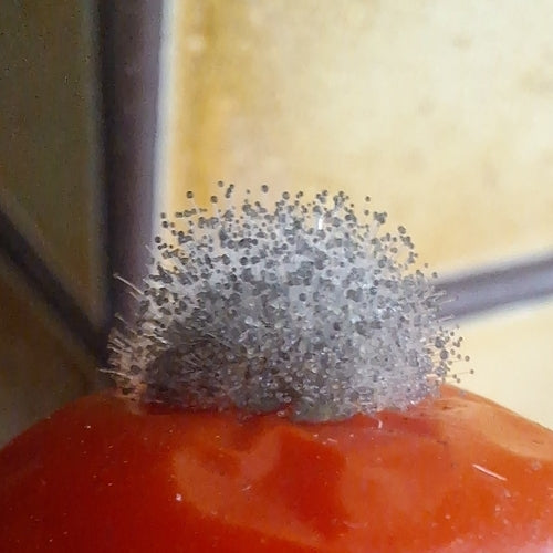 Moule de tête — Bild 4