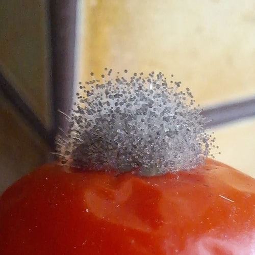 Moule de tête — Bild 3