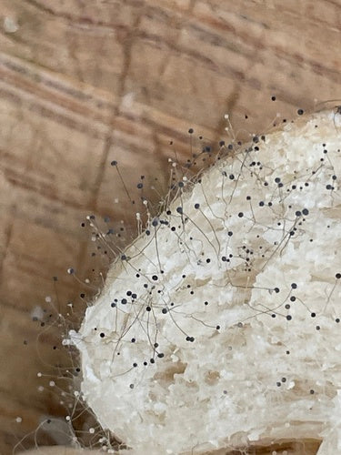 Moule de tête — Bild 5