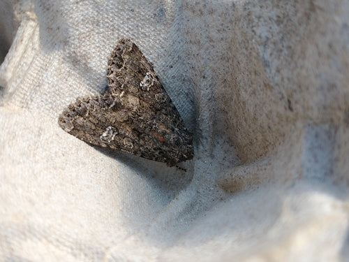 Chouette charbonnière, ver du cœur — Bild 5