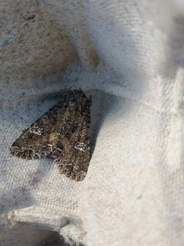 Chouette charbonnière, ver du cœur — Bild 4