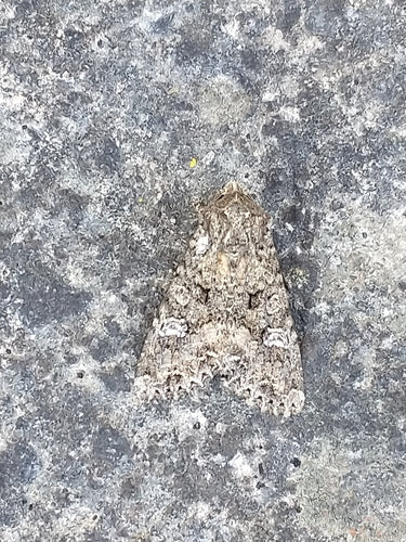 Chouette charbonnière, ver du cœur — Bild 3