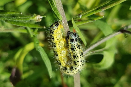 Aspect papillon blanc du chou — Bild 1