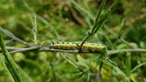 Aspect papillon blanc du chou — Bild 2