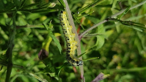 Aspect papillon blanc du chou — Bild 3