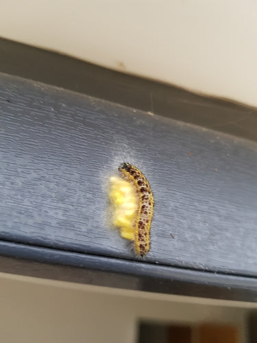 Aspect papillon blanc du chou — Bild 3