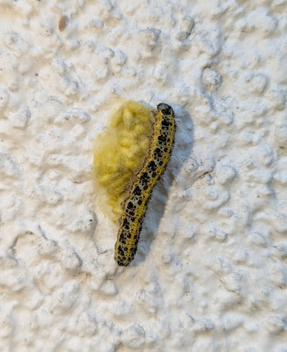 Aspect papillon blanc du chou — Bild 4
