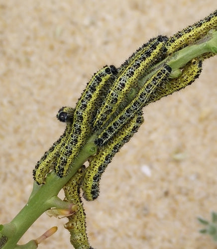 Aspect papillon blanc du chou — Bild 5