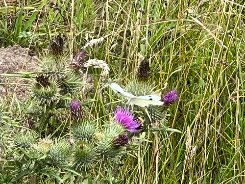 Aspect papillon blanc du chou — Bild 2