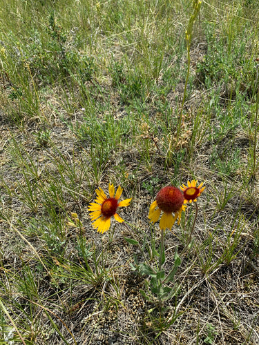 fleur de cocarde — Bild 5