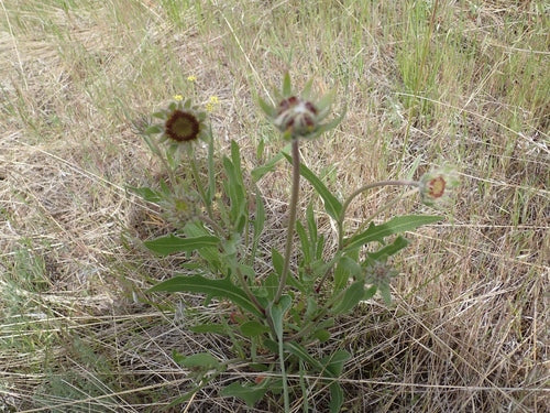 fleur de cocarde — Bild 4