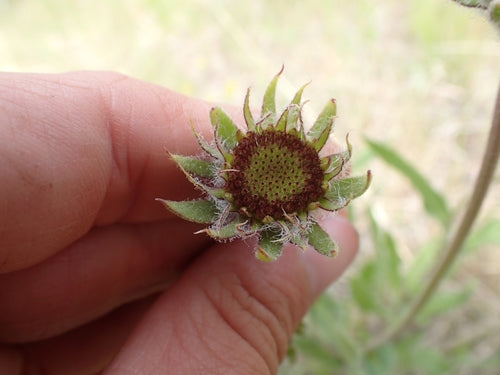 fleur de cocarde — Bild 3