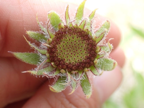 fleur de cocarde — Bild 2