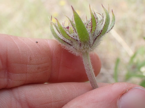 fleur de cocarde — Bild 1