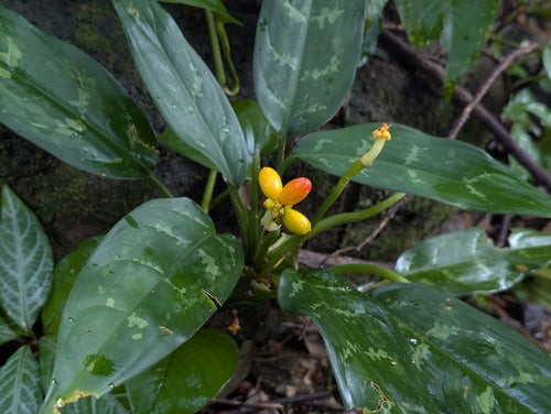 Aglaonema — photo 1 sur 5