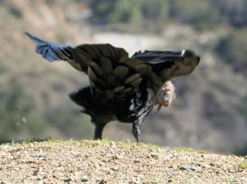 Corbeau — Bild 3