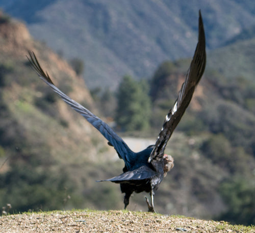 Corbeau — Bild 2