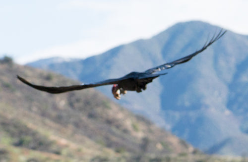 Corbeau — Bild 1