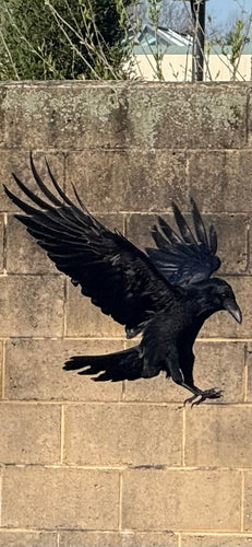Corbeau — Bild 4