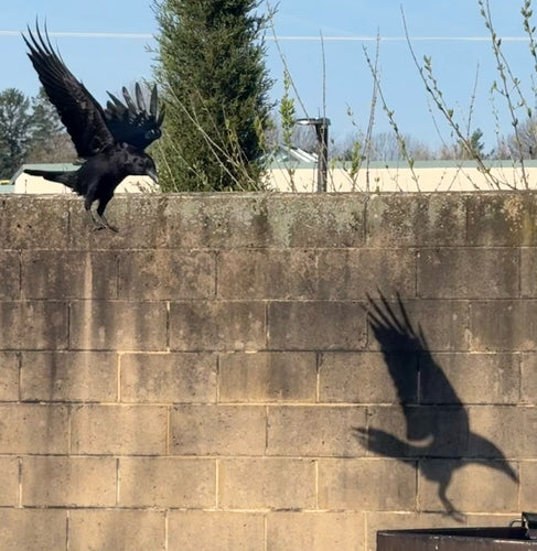 Corbeau — Bild 5