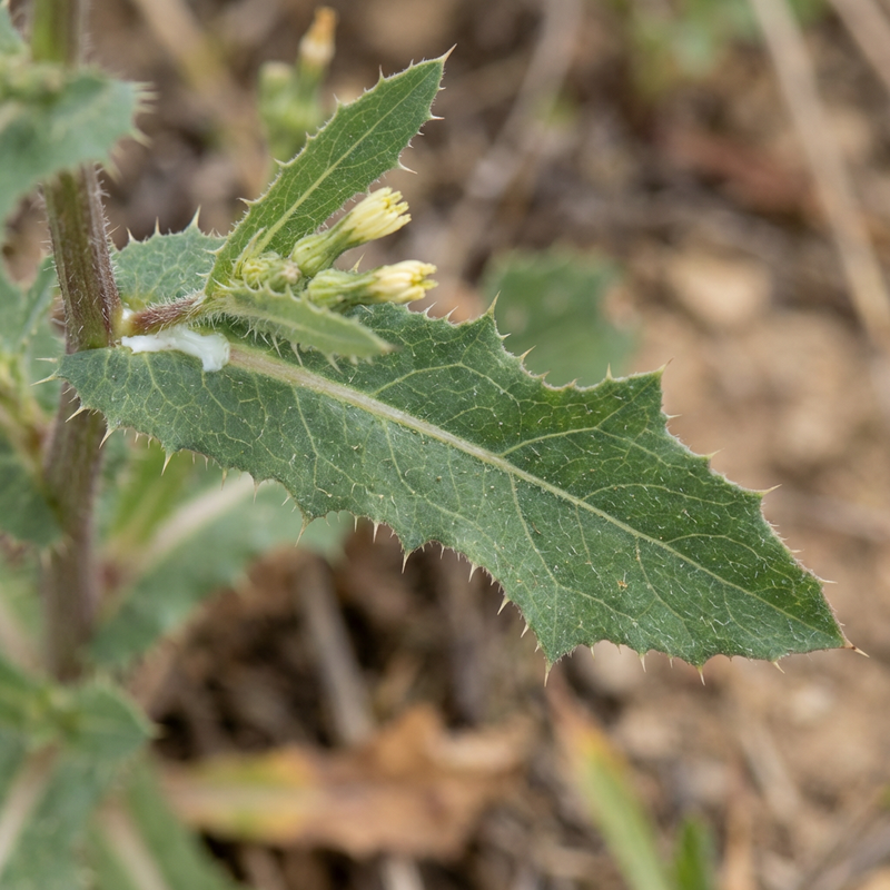 Feuille de boussole
