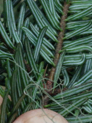 Conifères — Bild 5