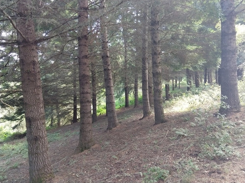 Conifères — Bild 3
