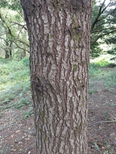 Conifères — Bild 2