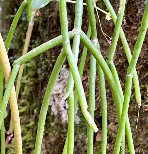 Cactus corail — Bild 5
