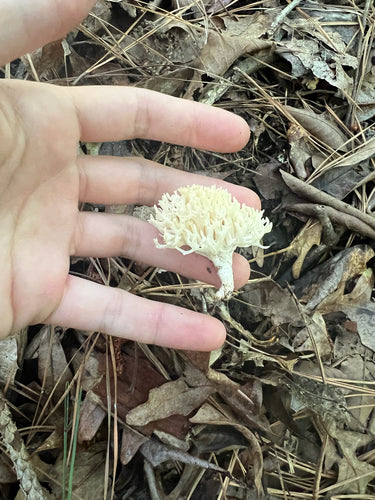 Champignon corail — photo 5 sur 8